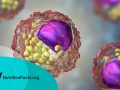3D illustration of cells that contain lipid droplets