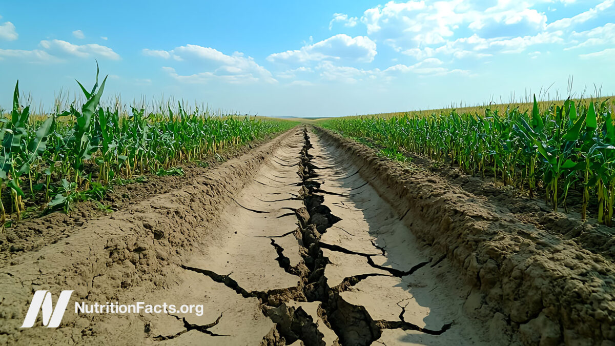 Cracked and dry soil on a farm
