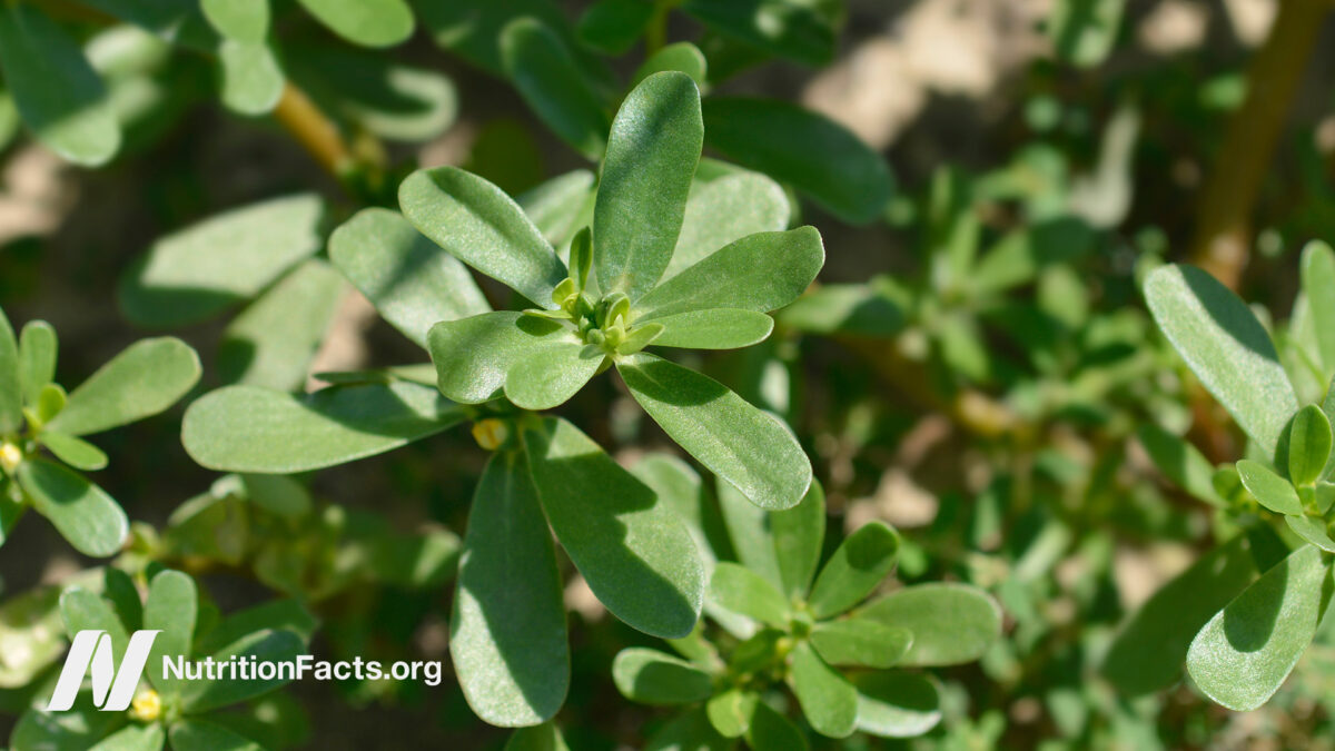 Purslane leaves growing in the sun